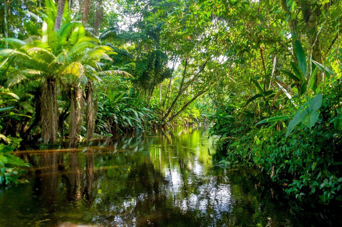 Mysteries of the Amazon Jungle – Secrets Hidden in the Green