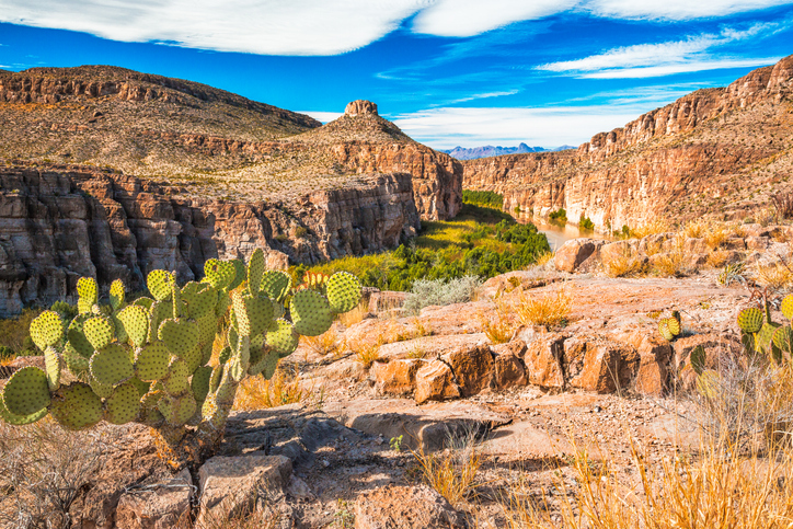 Something Strange Is Happening in Mexico’s Desert