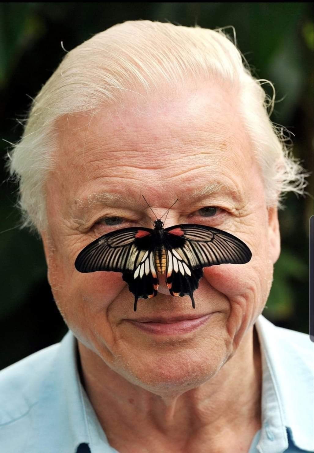 David Attenborough: A Lifetime of Protecting the Wild
