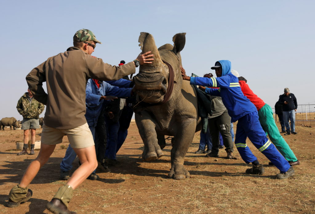 When Greed Destroys Nature: The $14M Rhino Horn Scandal