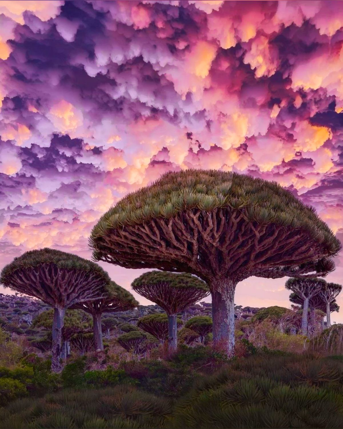 Socotra Island – A Love Letter from Nature