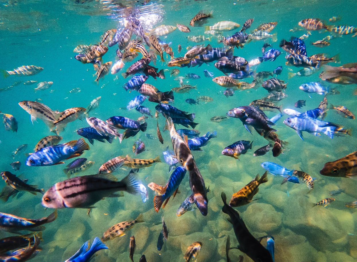 The Magic of Lake Malawi and Life Around It