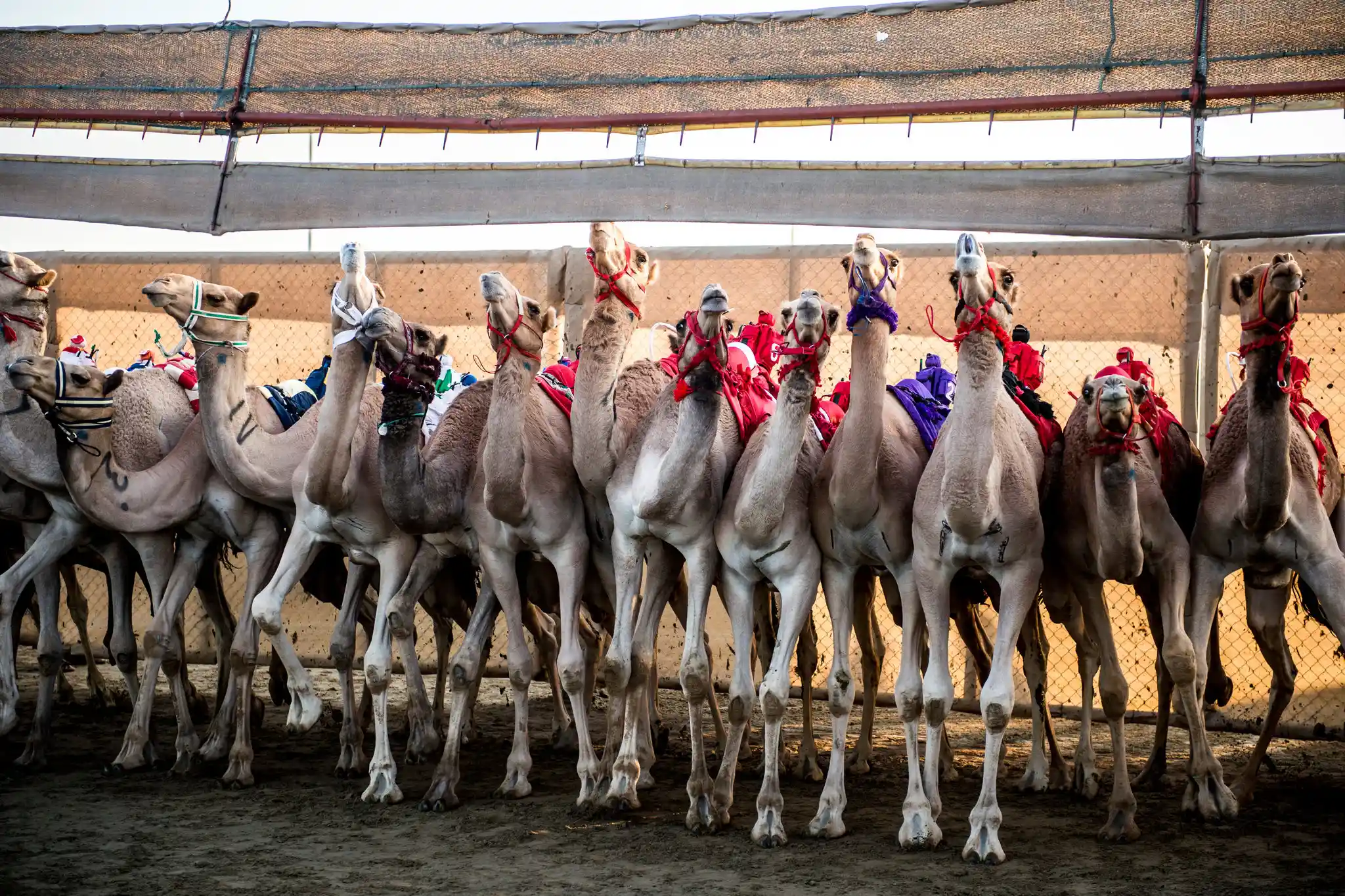 A New Era for Traditional Camel Racing